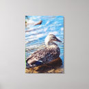 Search for duck feather art Mallard