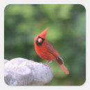 Search for cute cardinal stickers Wildlife
