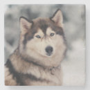 Search for outdoor coasters Outside