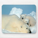 Search for endangered photography Species