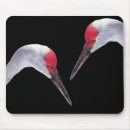 Search for sandhill electronics Photography