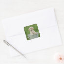 Search for dog bathing stickers Pet