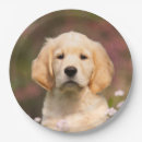 Search for puppy plates Birthday