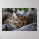Search for cute baby animals posters Sleeping