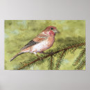 Search for finches art Songbird