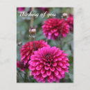 Search for photographer postcards Flowers