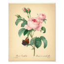 Search for redoute art Flower