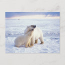 Search for polar bear mom and cub postcards Alaska