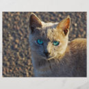 Search for cat flyers Kitty