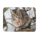 Search for bobcat magnets Superstock