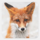 Search for red fox stickers Orange