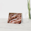 Search for piglets cards Animal