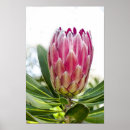 Search for protea decor Pink