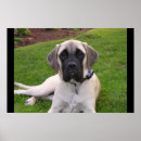 Search for mastiffs Animal