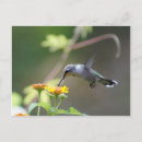 Search for hummer postcards Nature
