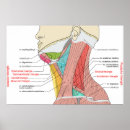 Search for posterior posters Anterior