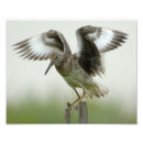 Search for willets Wildlife