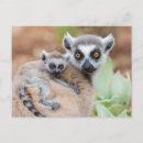 Search for ring tailed postcards Wildlife