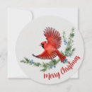 Search for red cardinal bird christmas cards Watercolor
