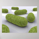 Search for microbiology posters Bacteria