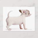 Search for chihuahua puppies postcards Animal