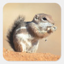 Search for antelope stickers Desert