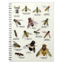 Search for hoverflies Insect