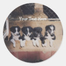 Search for litter box stickers Dog
