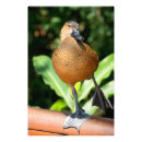 Search for bicolor posters Wildlife