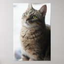 Search for tiger face posters Close up