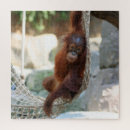 Search for orangutan puzzles Primate