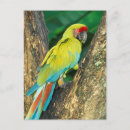 Search for ara postcards Colourful