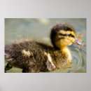 Search for cute duck posters Animal