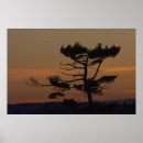 Search for silhouette art Tree