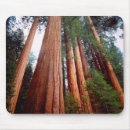 Search for sequoia mousepads California