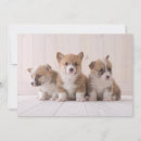 Search for corgi thank you cards Puppy