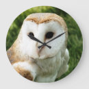 Search for barn owl clocks Wild