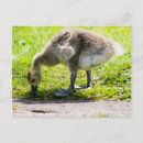 Search for adoreable postcards Cute