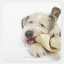 Search for chewing stickers Indoors