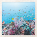 Search for tropical reef coasters Nautical