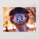 Search for emu postcards Australian
