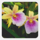 Search for beautiful orchid stickers Nature