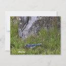 Search for jay bird postcards Birds