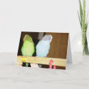Search for budgie cards Parrot