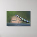 Search for mantis art Bug