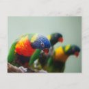 Search for lorikeet postcards Rainbow