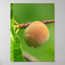 Search for fuzz posters Peach