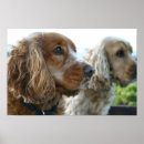 Search for cocker spaniel posters Puppy