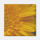 Search for gerber magnets Gerbera