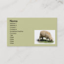 Search for sheep farm business cards Lamb